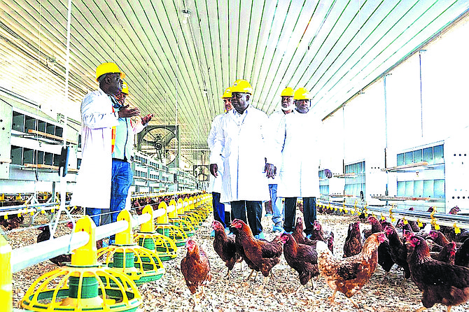 Golden Yolk project produces 200,000 eggs