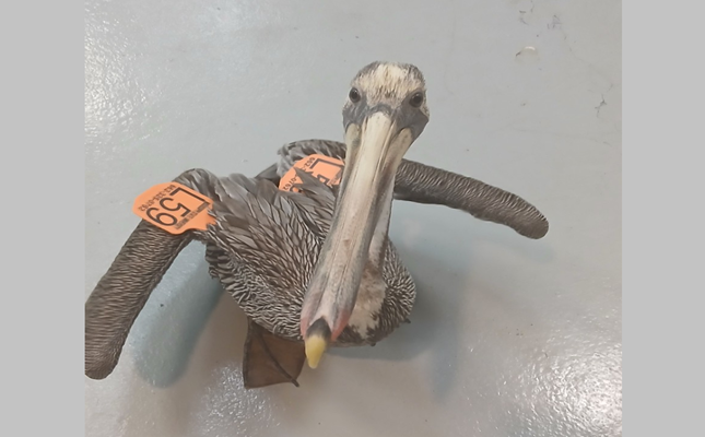 Keep Your Eyes Peeled for a Cheeky Avian Ambassador