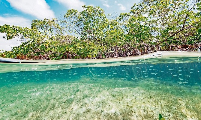 Cancer concern over poison in mangroves